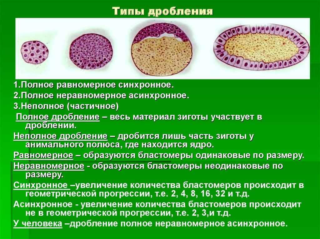 Характеристика периода дробления