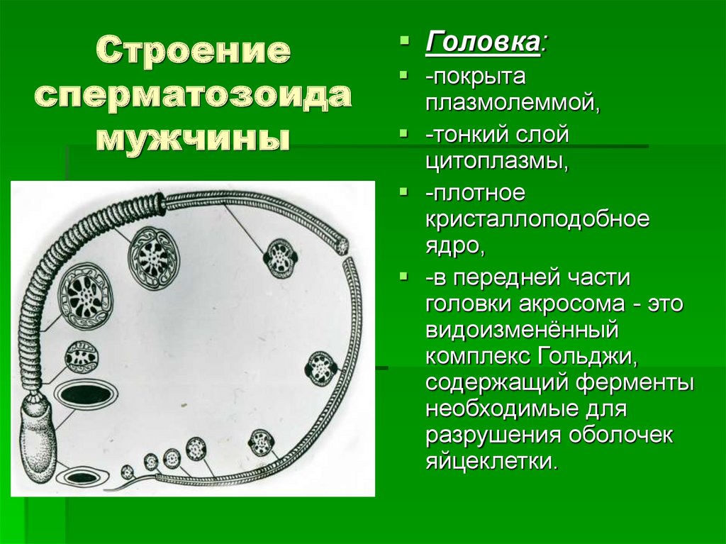 Время созревания спермиев у мужчин для оплодотворения