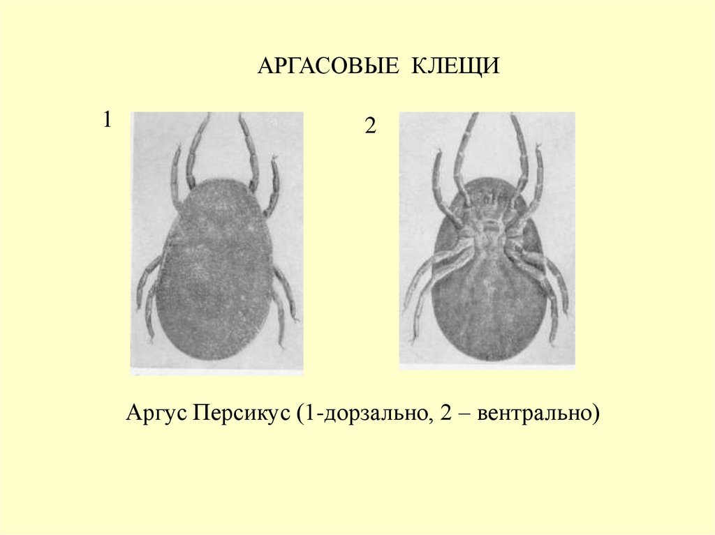 Аргасовые клещи. Клещ семейства аргасовые. Семейство аргасовые клещи представители. Аргасовые клещи классификация. Аргасовые клещи строение схема.