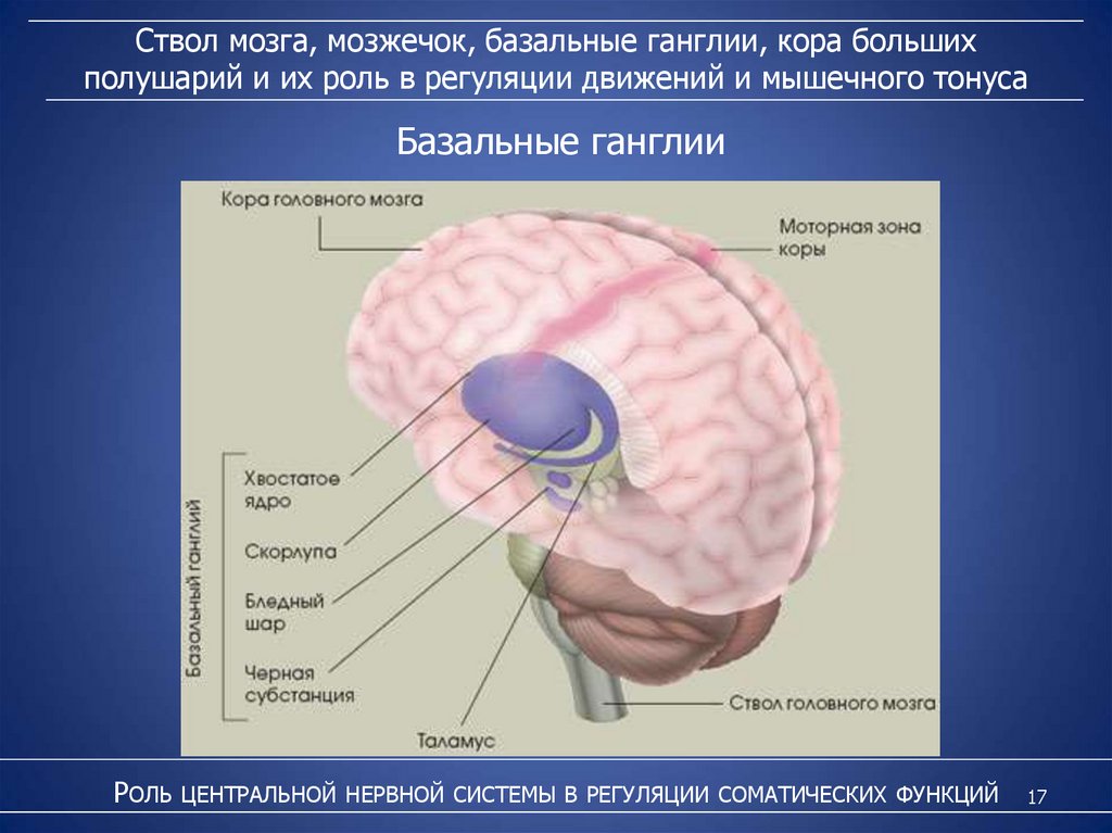 Базальные ганглии схема строения