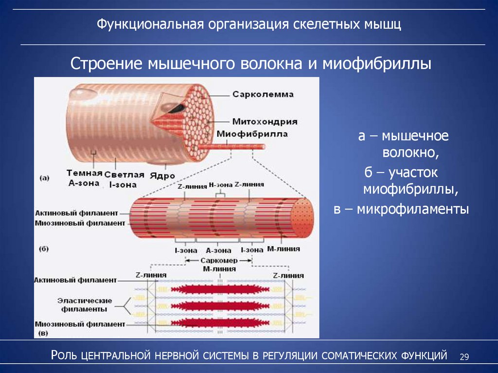 Организация миофибриллы схема