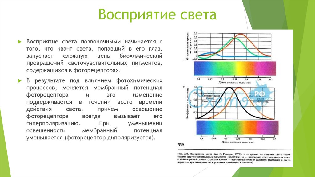 Что воспринимает световое