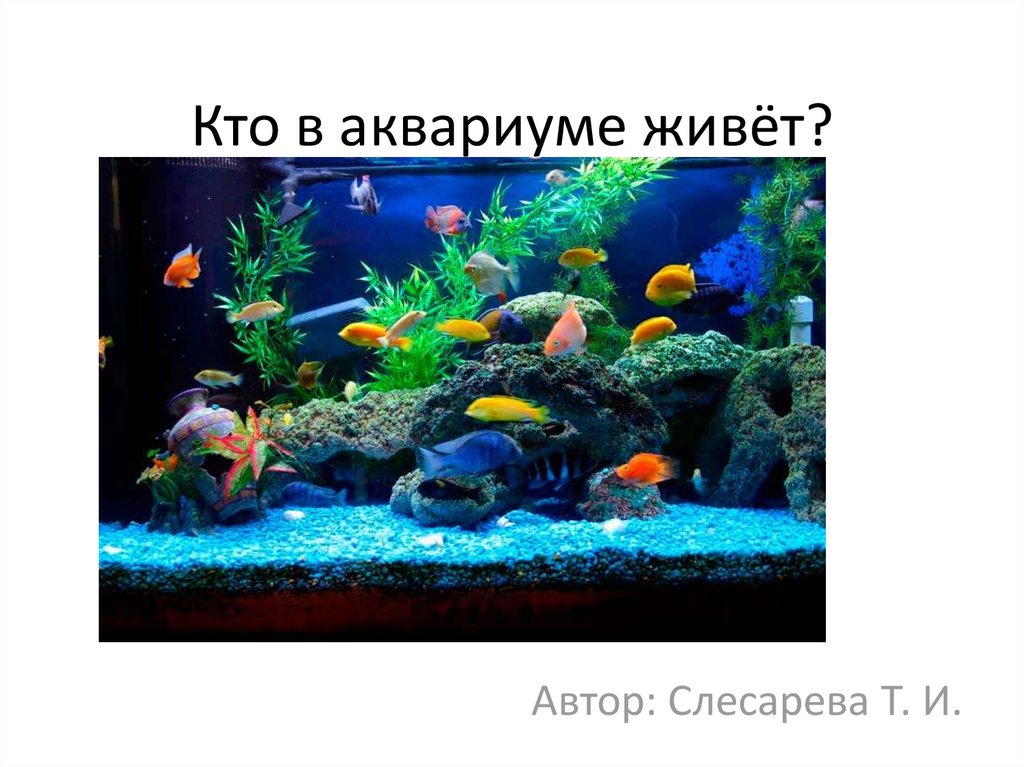 Определите какие организмы живут в аквариуме лабораторная. Что живет в аквариуме. Самые выносливые аквариумные рыбки. Обои аквариум. Кто может жить в аквариуме.