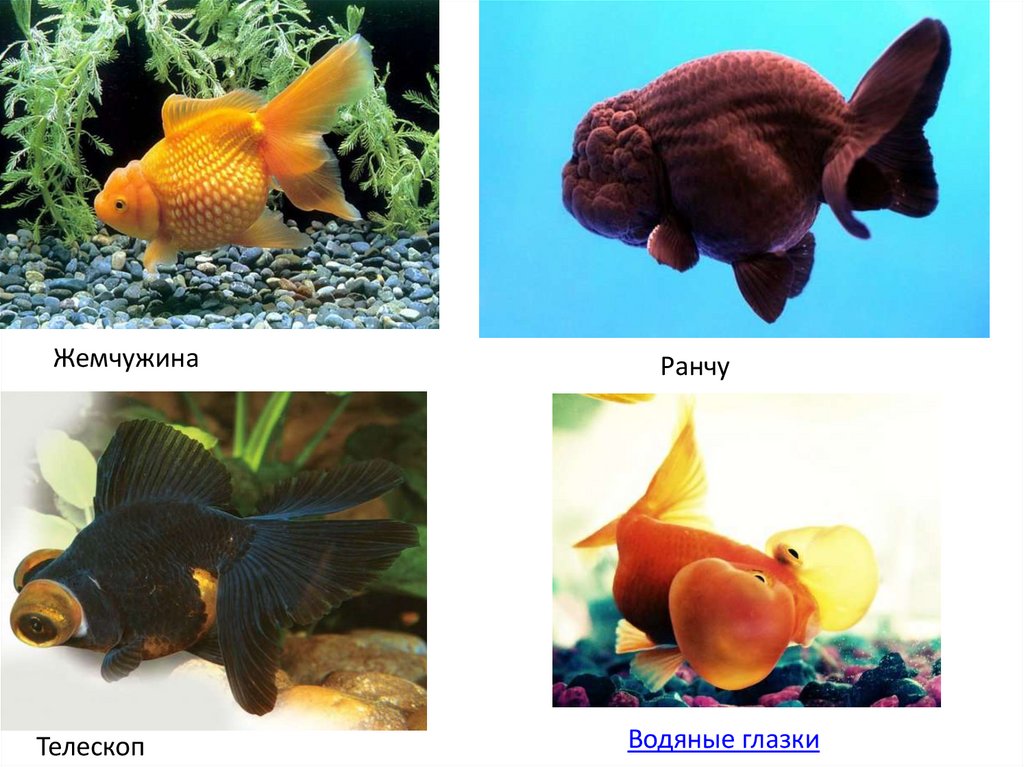 Какие организмы живут в аквариуме биология 5. Животные обитающие в аквариуме. Что живет в аквариуме. Аквариумные рыбки картинки с подписями. Какие организмы обитают в аквариуме.