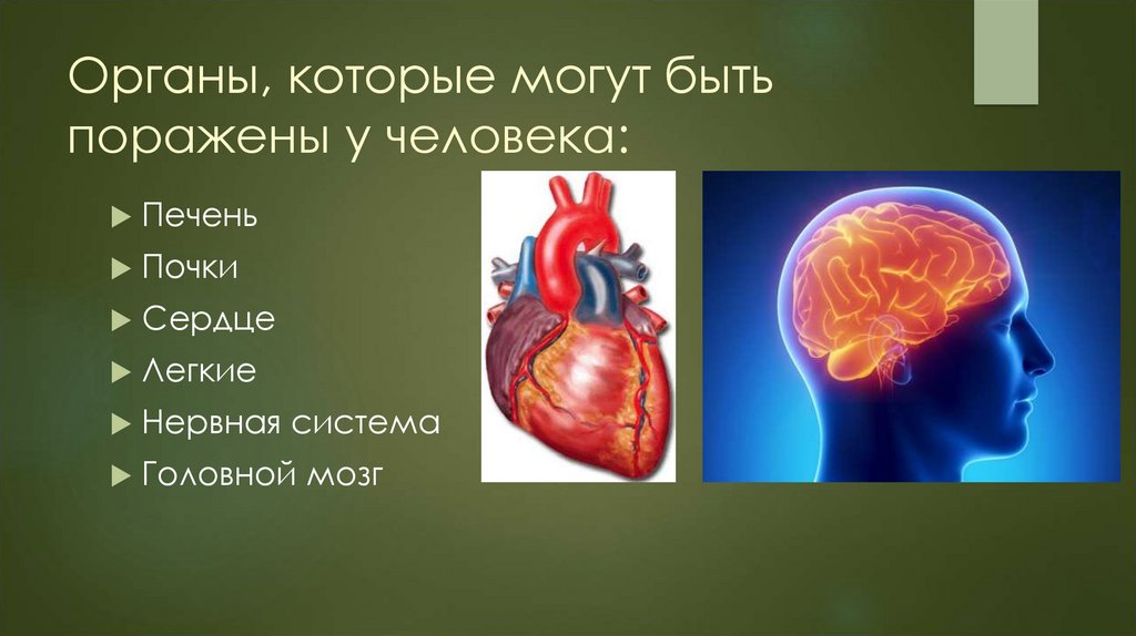 Органы, которые могут быть поражены у человека: