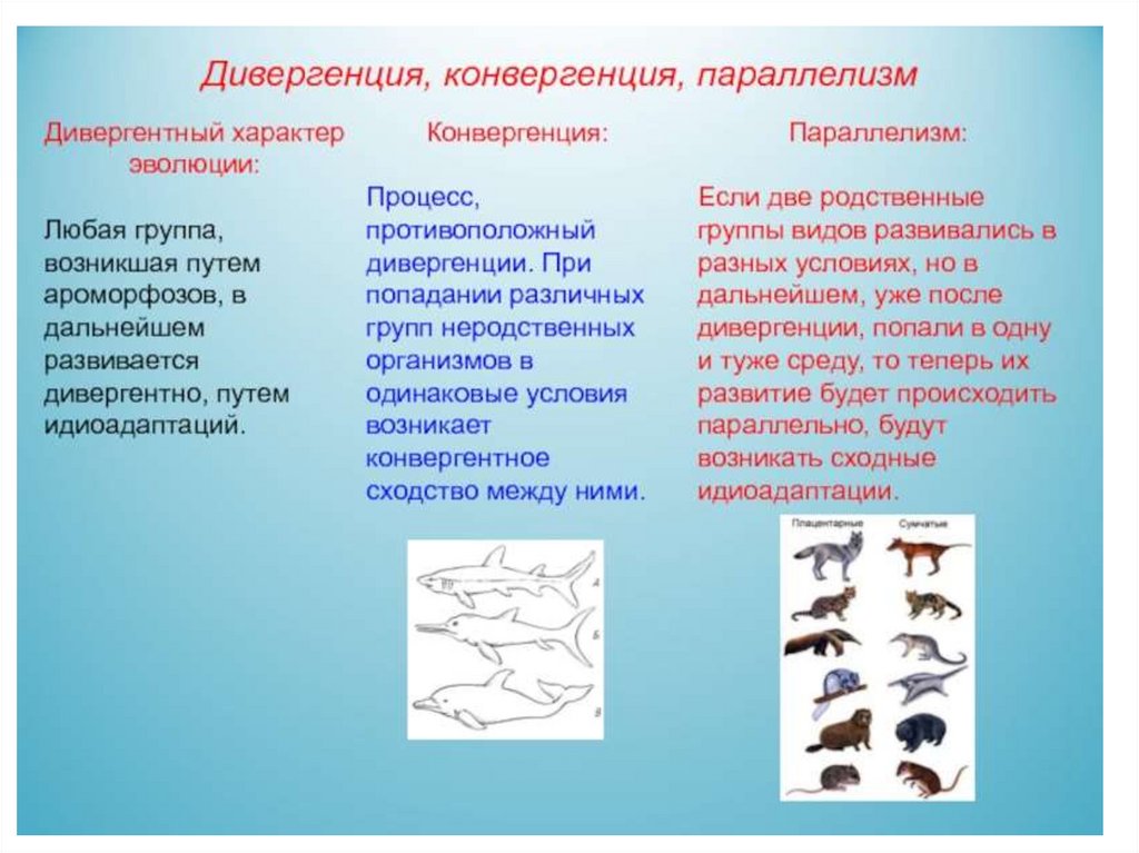 Типы эволюционных изменений презентация