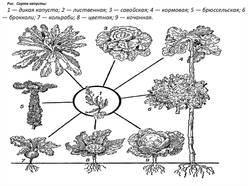 Дикий предок капусты. Дикий предок современных сортов капусты таблица. Культурные сорта капусты и их дикий предок. Культурные растения схема.