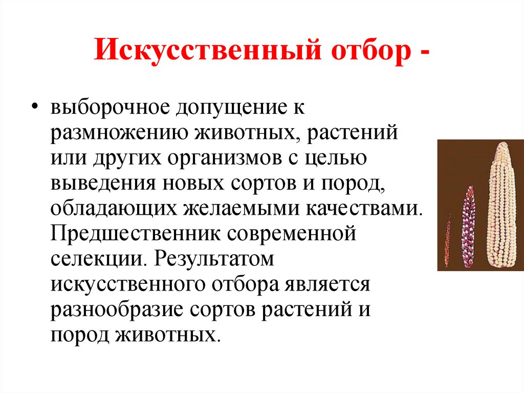 Причины искусственного отбора. Лабораторная работа искусственный отбор и его Результаты. Искусственный отбор это в биологии. Искусственный отбор презентация. Искусственный отбор растений.