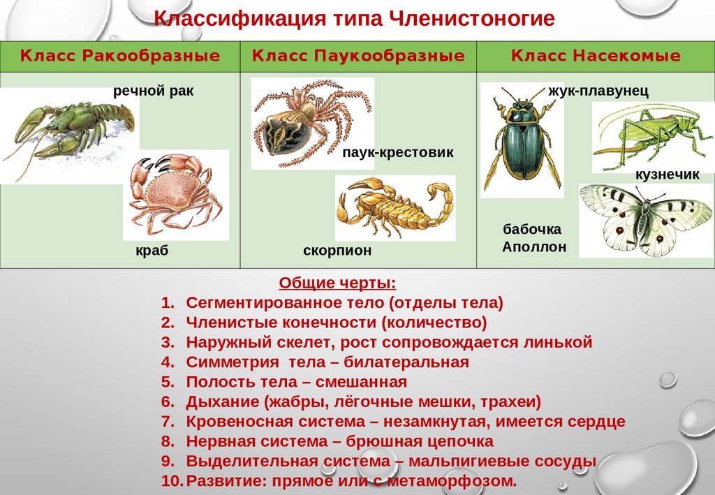 Представители паукообразных имеют