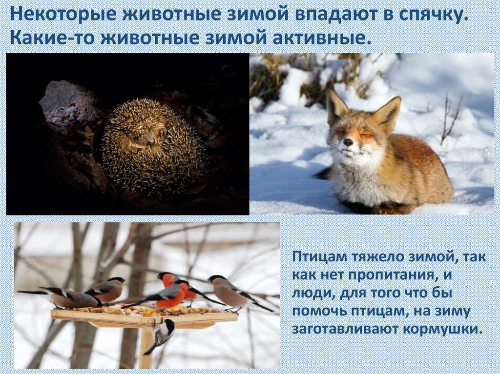 Зимняя спячка является явлением живой природы. Животные впадающие в спячку. Животные которые впадают в спячку зимой. Сообщение о животных которые впадают в спячку. Как зимуют звери.