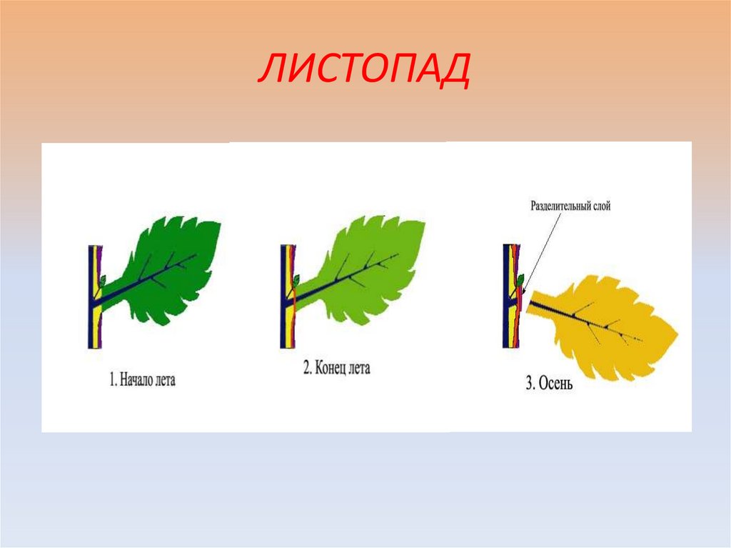 Осень какое явление из жизни растений изображено на рисунке