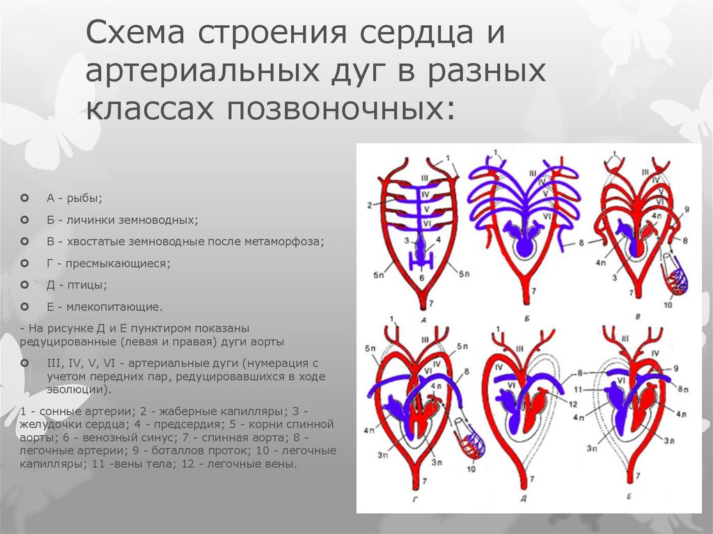 Сердце истинных наземных позвоночных. Эволюция артериальных жаберных дуг позвоночных. Артериальные жаберные дуги. Преобразование жаберных артериальных дуг позвоночных. Жаберные дуги анатомия.