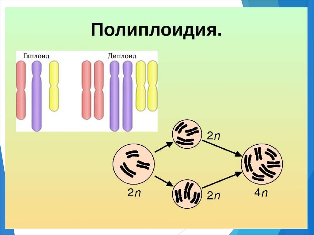 Деление триплоидной клетки. Полиплоидия. Полиплоидный набор хромосом это. Образование полиплоидных клеток. Полиплоидные клетки.