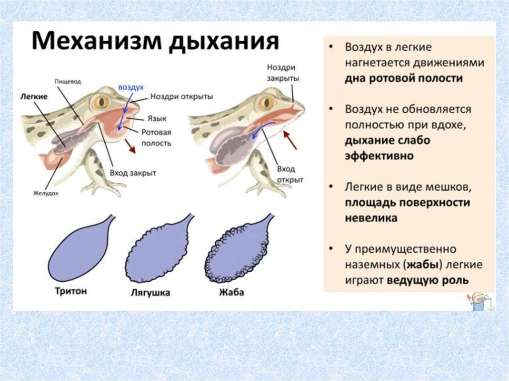 Земноводные дышат. Строение дыхательной системы лягушки. Строение дыхательной системы амфибий. Дыхательная система лягушки схема. Строение дыхательной системы земноводных.