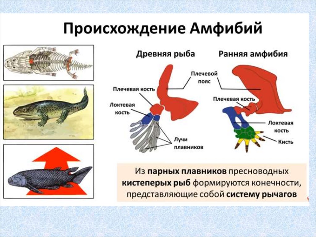 Древние земноводные произошедшие от древних рыб. Выделительная система земноводные амфибии. Происхождение земноводных. Происхождение зе новодных. Выделение у амфибий.