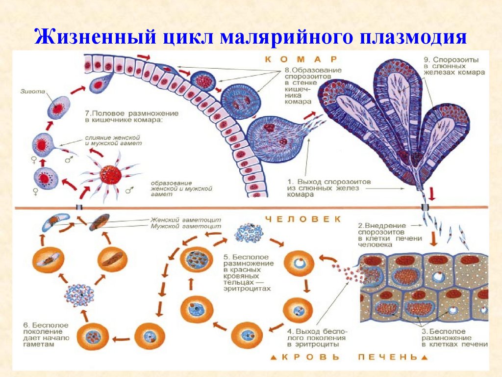 Малярия цикл развития малярийного плазмодия
