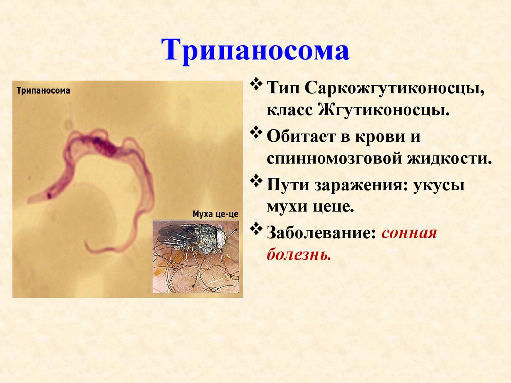 Выберите паразитических простейших ответ. Трипаносома внутриклеточный паразит. Класс жгутиковые представитель трипаносома. Простейшие паразиты трипаносомы. Трипаносома Тип.