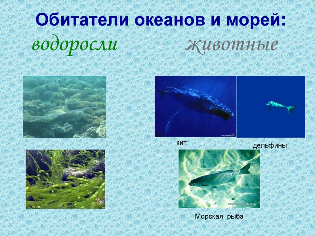 Обитатели океана презентация