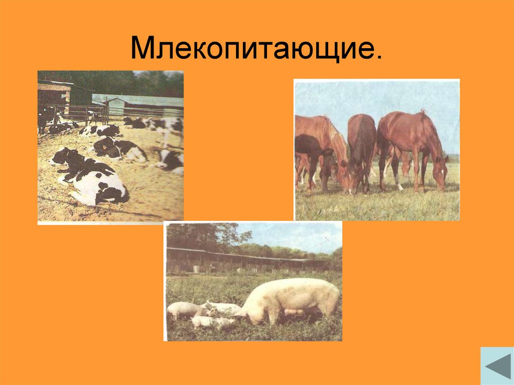 Какие направления имеет скотоводство 3. Растениеводство и животноводство. Животноводство млекопитающие. Животноводство 3 класс окружающий мир. Растениеводство и животноводство 3 класс.