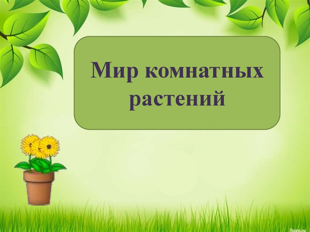 Мир комнатных растений. Слайд комнатные растения. Комнатные растения презентация. Шаблон для презентации комнатные растения.