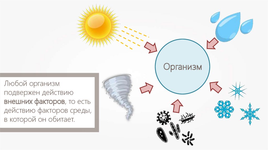 Влияние факторов внешней среды на онтогенез 9 класс презентация