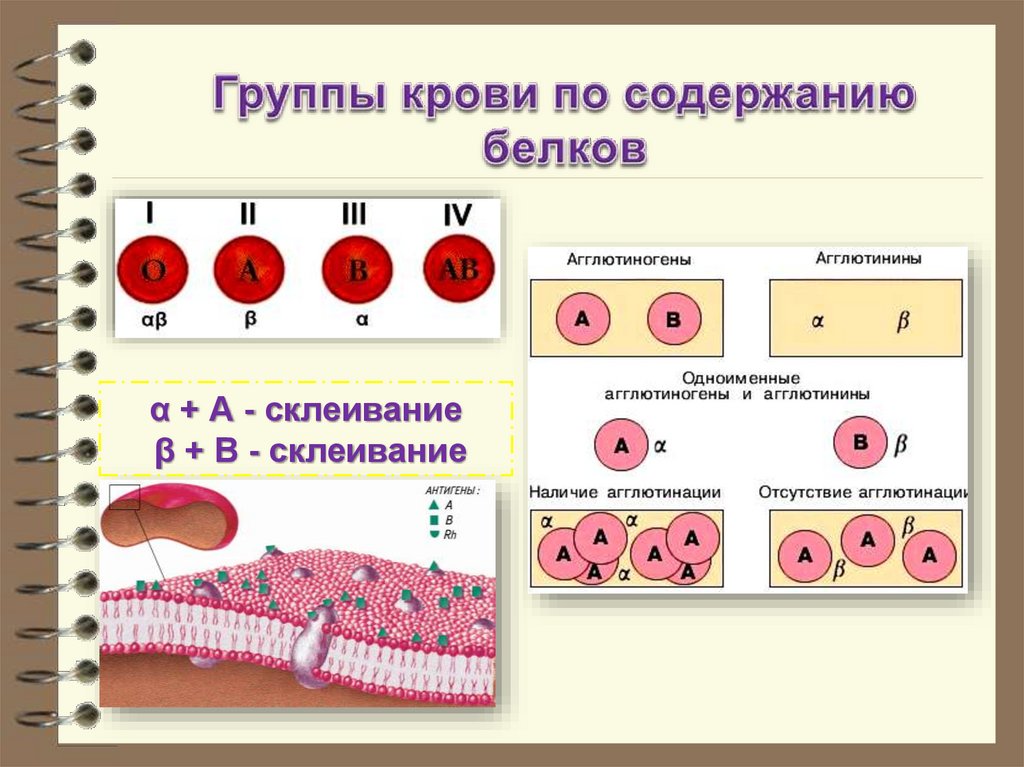 Несет белки определяющие группу крови