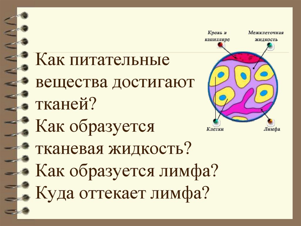 Скопление тканевой жидкости. Лимфа образуется из. Образование тканевой жидкости и лимфы. Из чего образуется межклеточная жидкость. Как образуется тканевая жидкость и лимфа.