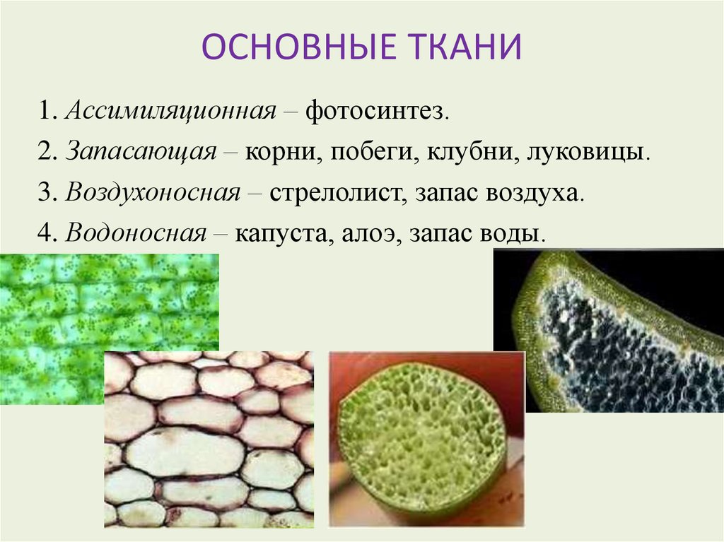 Органы растений основных тканей
