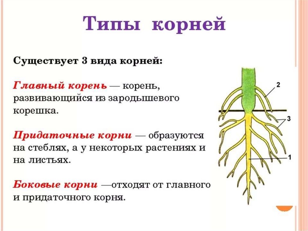 Наличие главного корня. Придаточные боковые и главный корень. Придаточные корни и боковые корни.
