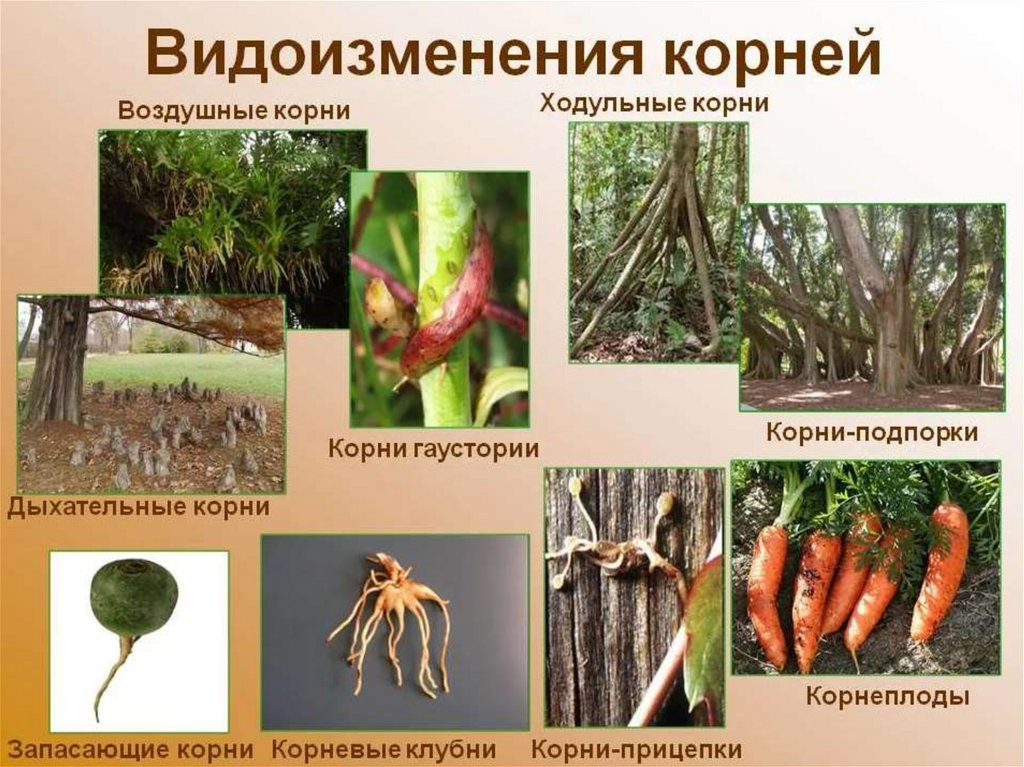 Растения имеющие видоизмененные корни. Ходульные корни видоизменения. Корни прицепки видоизменения корня.