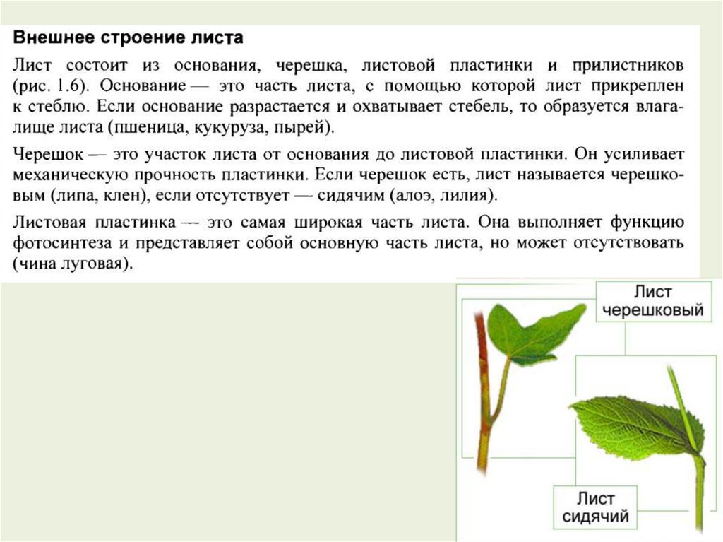 Какую роль подробное описание. Внешнее строение листа функции. Внешнее строение листьев. Лист внешнее строение листа. Лист ботаника строение.