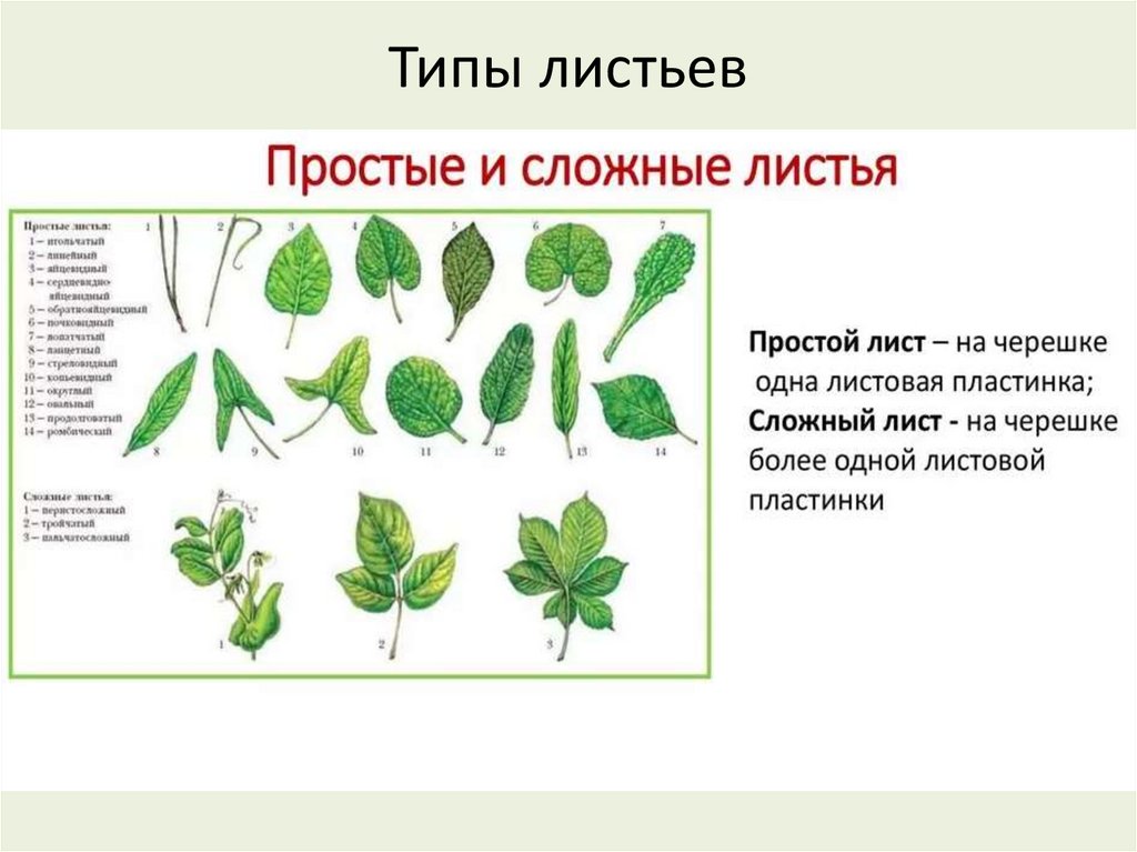 Чем отличается лист от других растений. Фикус простой или сложный лист. Строение простого и сложного листа. Листья по количеству листовых пластинок на черешке. Простые и сложные листья.
