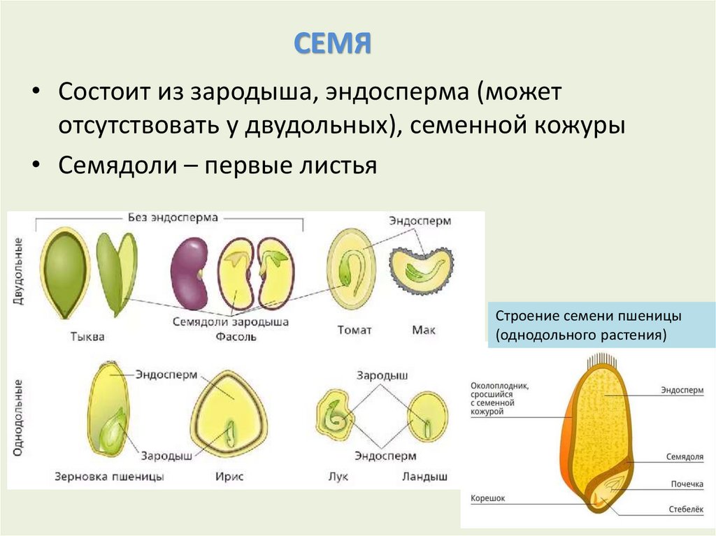 Тест класс однодольные 7 класс. Зародыш однодольного растения. Зародыш однодольного растения состоит. Характерные признаки класса Однодольные. Лист однодольного растения.
