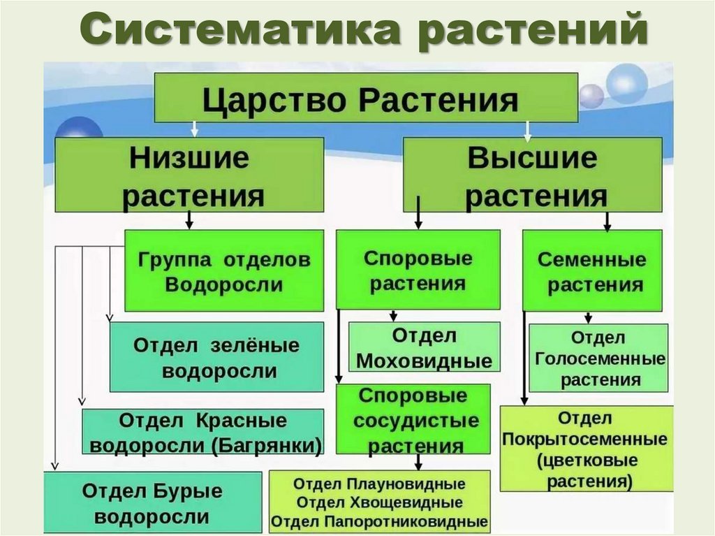 Систематические группы водорослей. Характеристика семенных растений. Основные признаки высших растений. Таблица основные отделы высших растений. Классификация растений высшие и низшие.