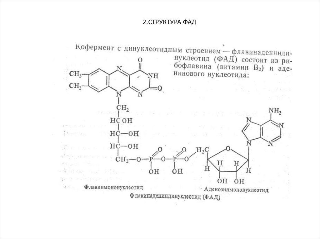 2 3 2 структура и. ФАД строение. ФАД фермент. Флавинадениндинуклеотид формула. Структурные компоненты ФАД.