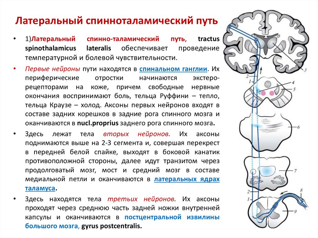 Схема спиноталамического латерального пути