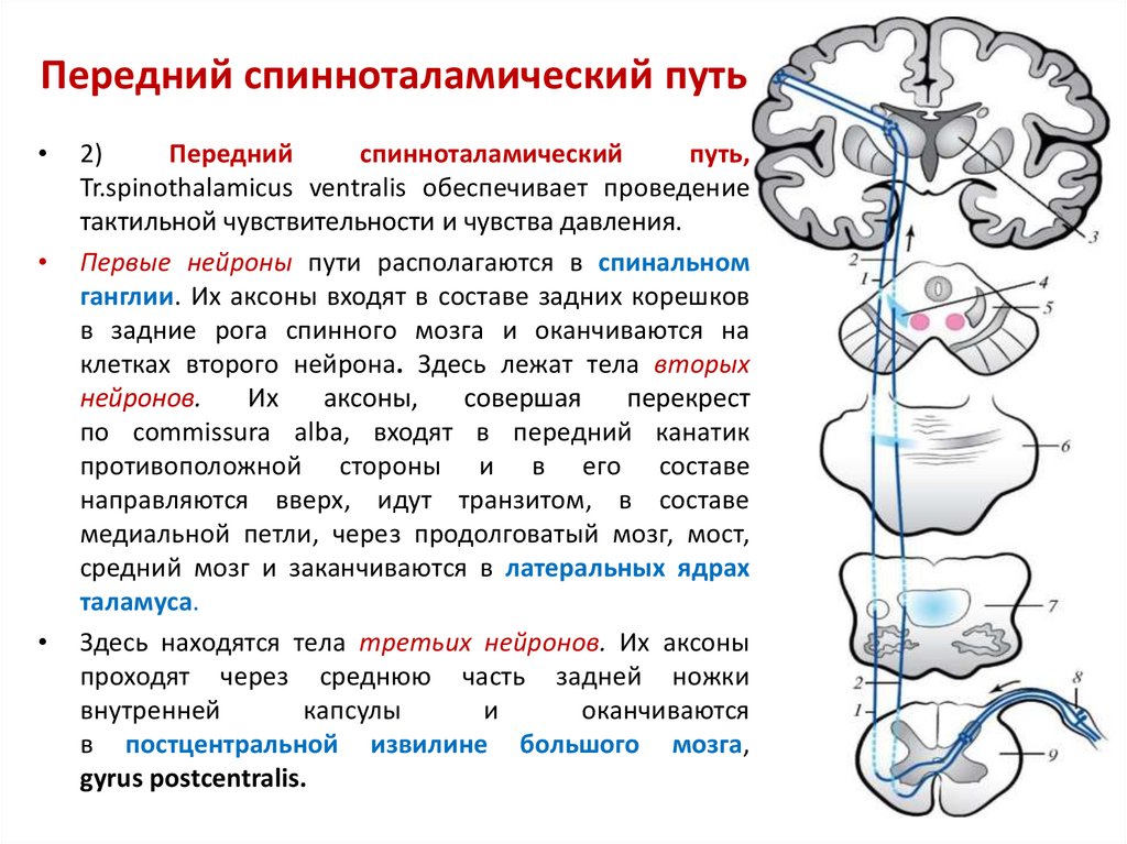 Передний спиноталамический путь схема