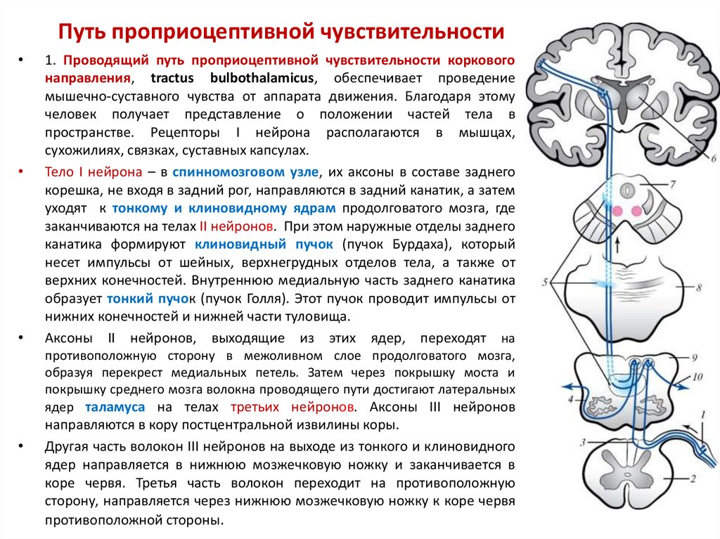 Блок схема болевого тактильного и проприоцептивного анализаторов