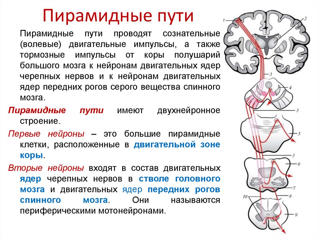 Волокна пирамидных путей