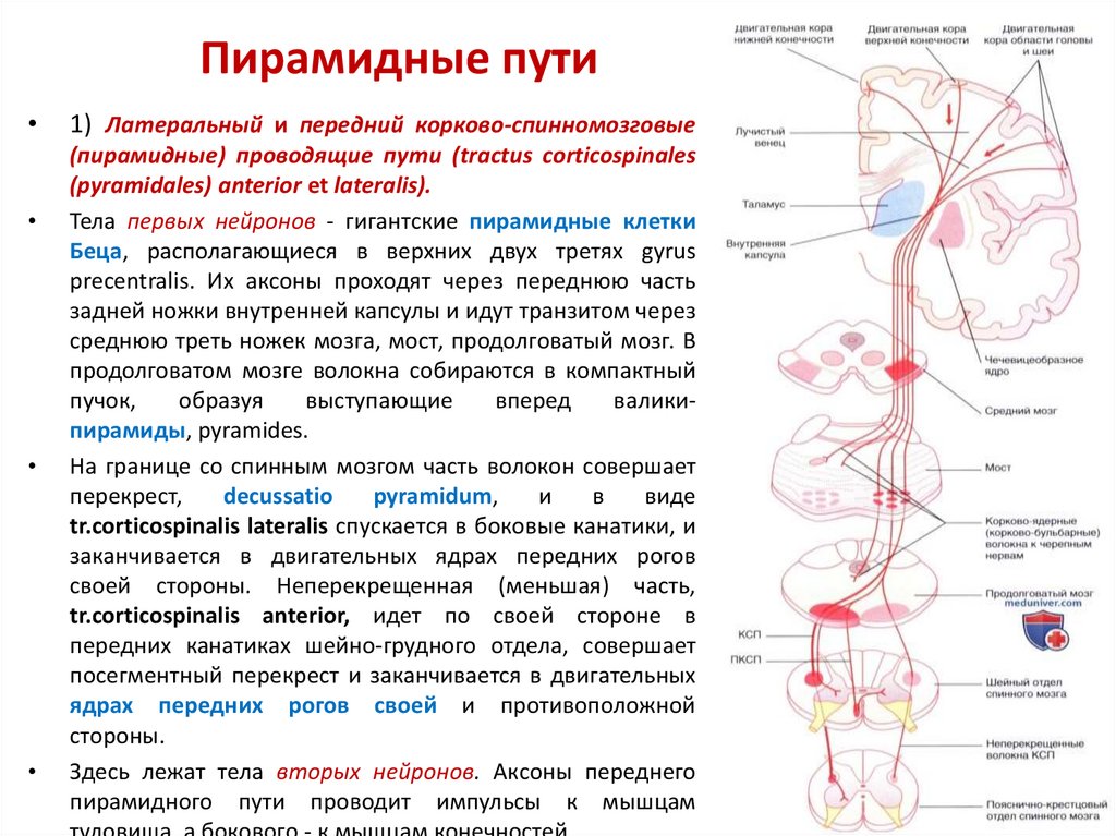 Схема пирамидальных путей