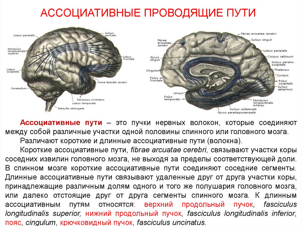 Проводящие пути мозга. Проводящие пути головного и спинного мозга. Ассоциативные проводящие пути. Проводящие пути спинного и головного мозга животных. Классификация проводящих путей головного и спинного мозга.