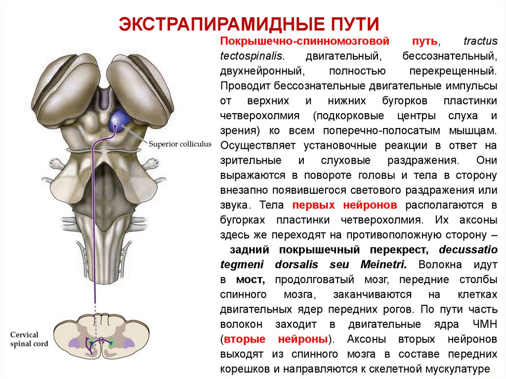 Проводящие пути головного и спинного мозга анатомия презентация