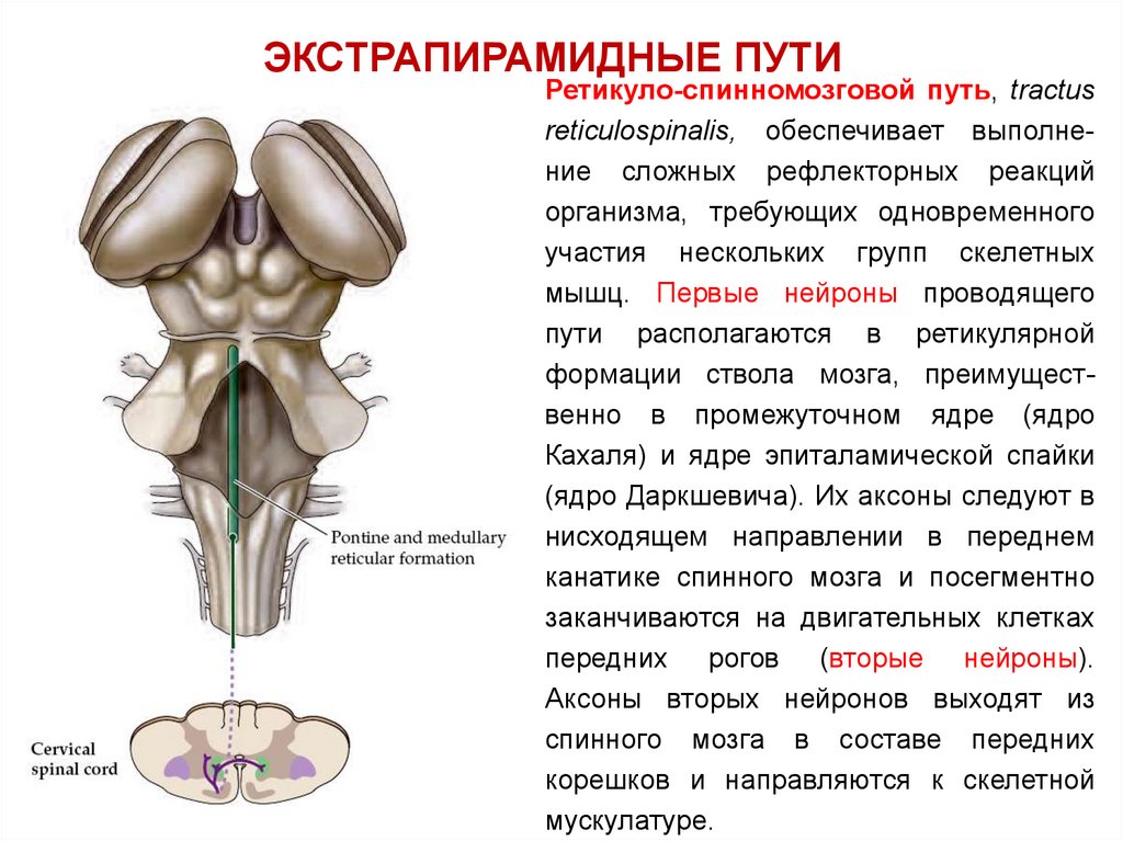 Презентация проводящие пути спинного и головного мозга