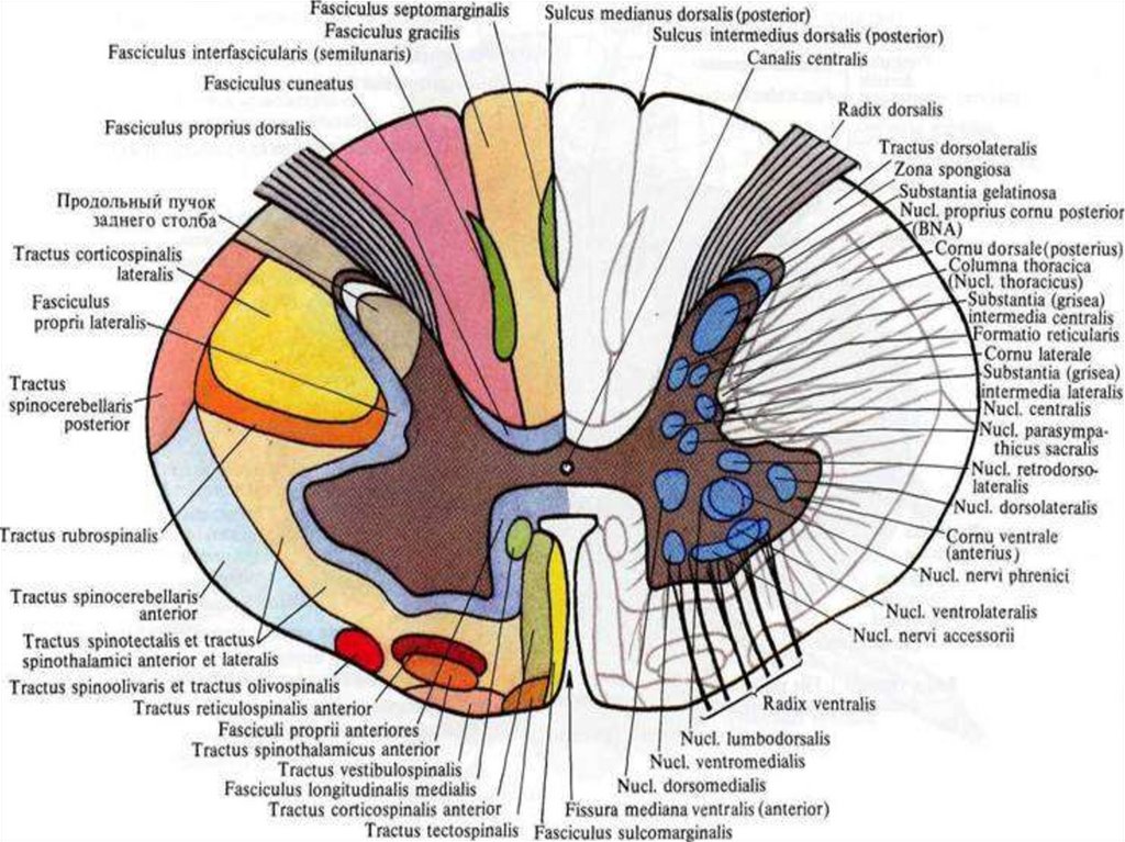 Проводящие пути спинного мозга презентация