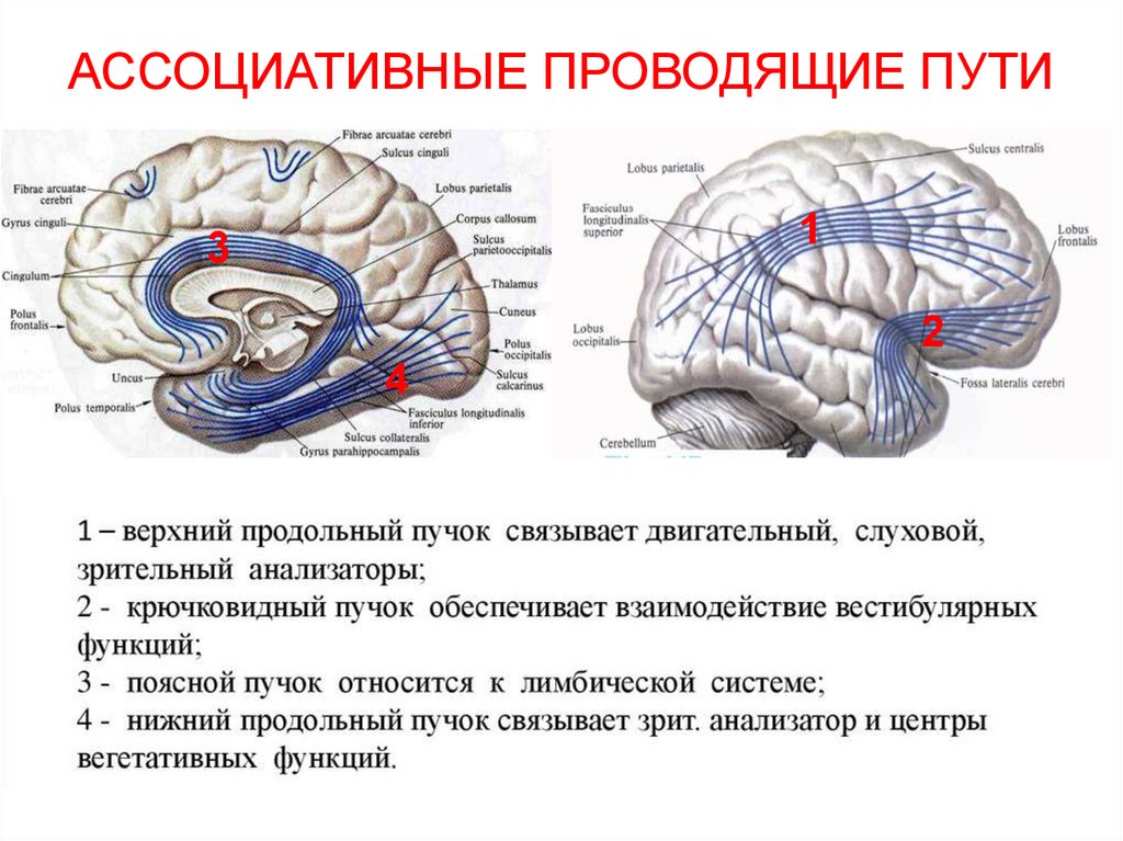 Презентация проводящие пути спинного и головного мозга