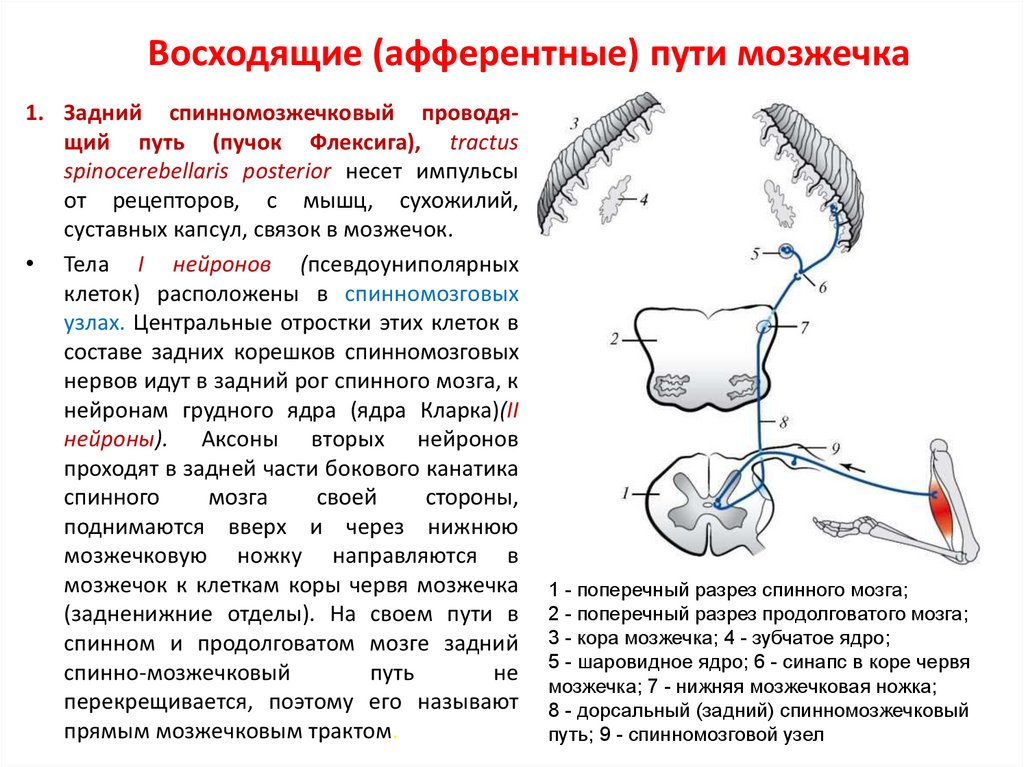 Проводящие пути презентация