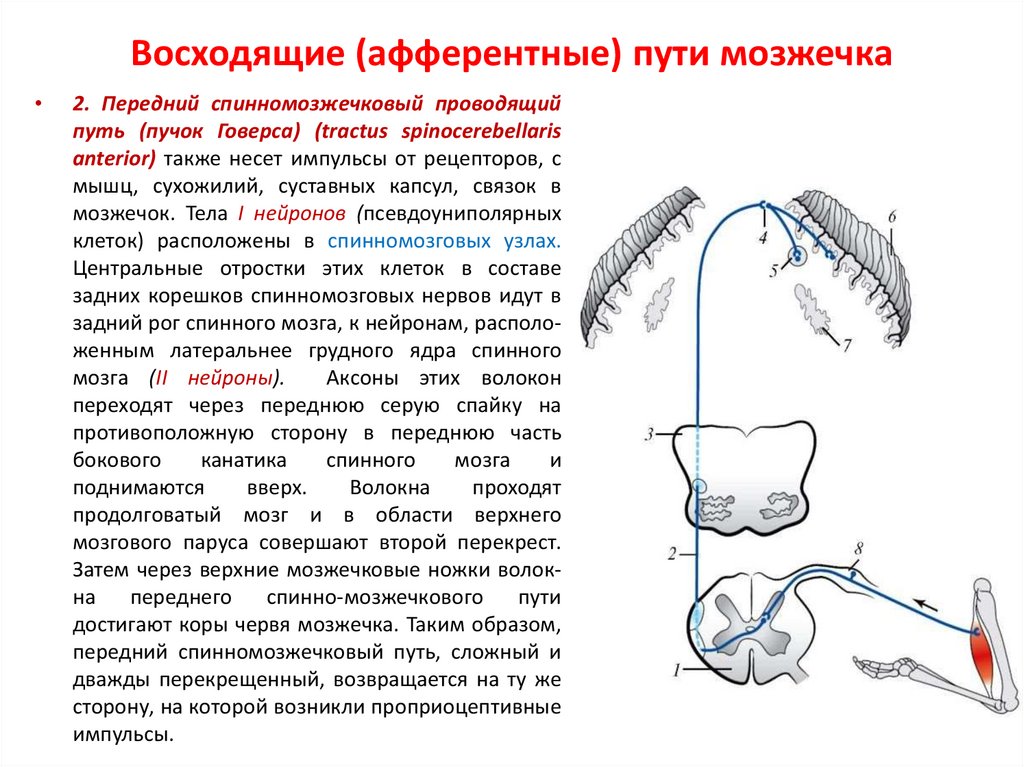 Проводящие пути головного и спинного мозга анатомия презентация