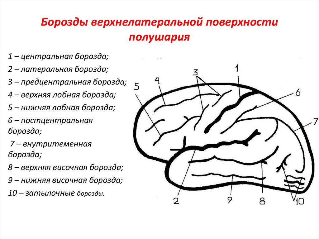 Борозды головного мозга схема