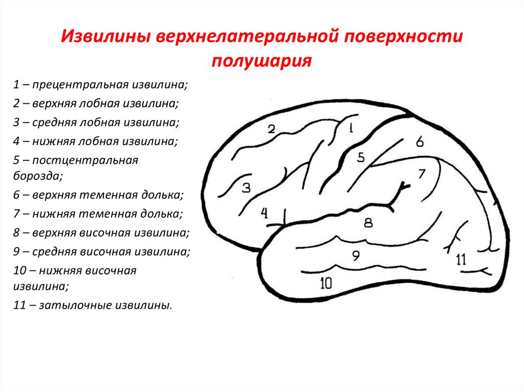 Борозды головного мозга схема