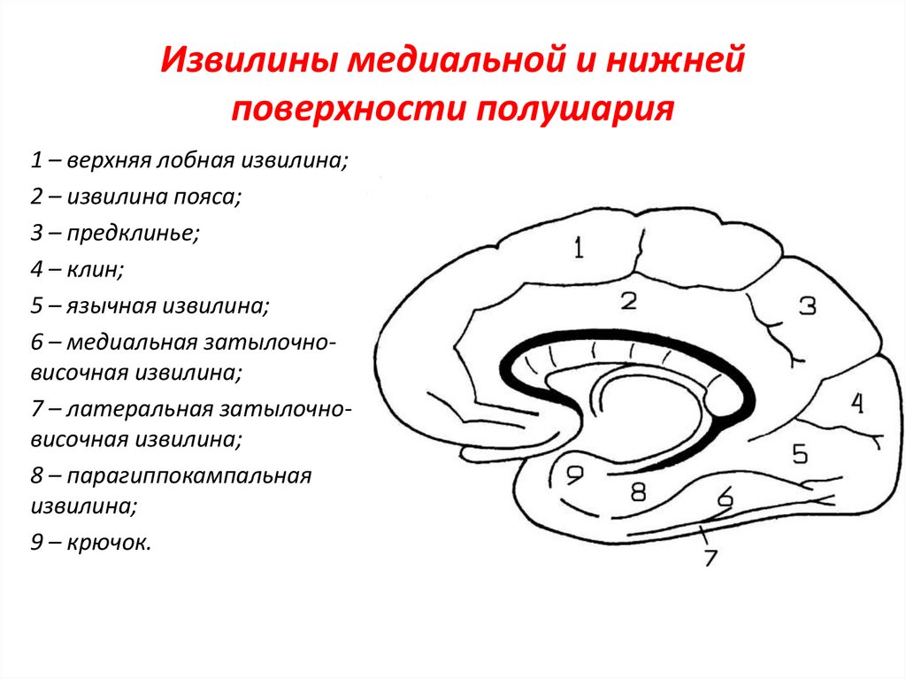 Шпорная борозда мозга. Борозды на медиальной поверхности полушарий большого мозга. Извилины медиальной поверхности полушария. Извилины мозга медиальная поверхность. Медиальная поверхность головного мозга борозды и извилины.